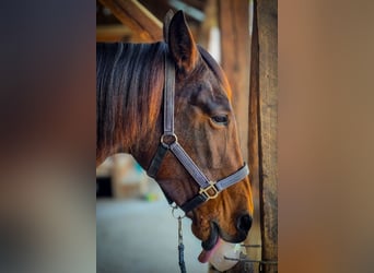 Trotteur français, Jument, 10 Ans, 163 cm, Bai cerise
