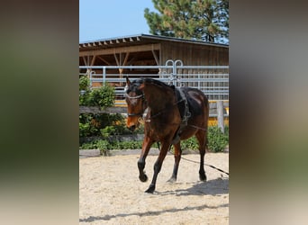 Trotteur français, Jument, 10 Ans, 163 cm, Bai cerise