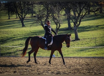 Trotteur français, Jument, 10 Ans, 163 cm, Bai cerise