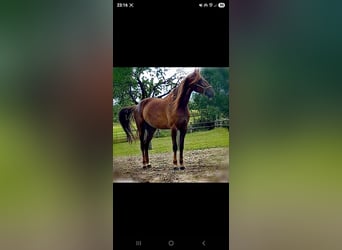 Trotteur français, Jument, 10 Ans, 174 cm, Alezan brûlé