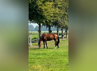 Pouliniere trotteur 1ere store categorie a vendre