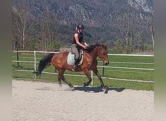 Trotteur français, Jument, 14 Ans, 153 cm, Bai