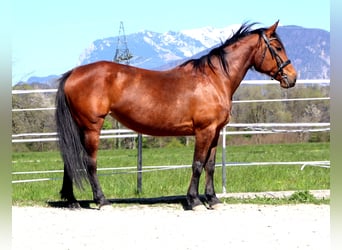 Trotteur français, Jument, 14 Ans, 153 cm, Bai