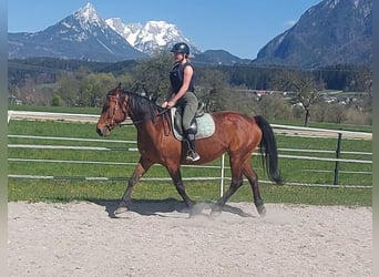 Trotteur français, Jument, 14 Ans, 153 cm, Bai