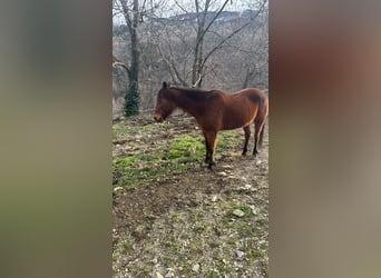 Trotteur français, Jument, 23 Ans, 167 cm, Bai