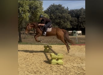 Trotteur français, Jument, 3 Ans, 160 cm, Alezan