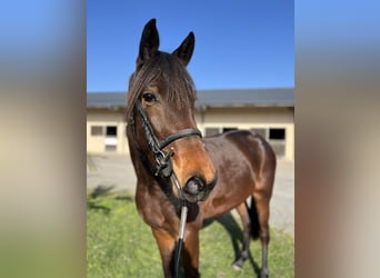Trotteur français, Jument, 3 Ans, Bai