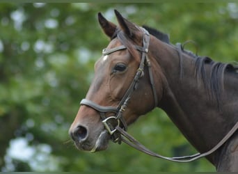 Trotteur français, Jument, 4 Ans, 155 cm, Bai brun foncé