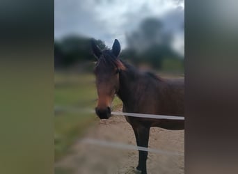 Trotteur français, Jument, 4 Ans, 155 cm, Bai