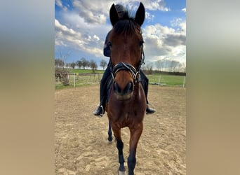 Trotteur français, Jument, 4 Ans, 158 cm, Bai clair