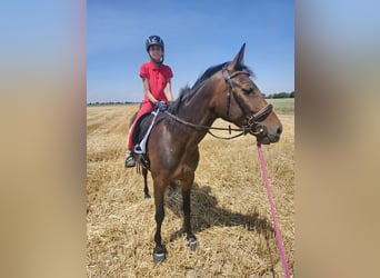 Trotteur français, Jument, 5 Ans, 155 cm, Bai