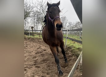 Trotteur français Croisé, Jument, 5 Ans, 160 cm, Bai brun