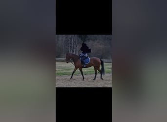 Trotteur français, Jument, 6 Ans, 165 cm, Bai
