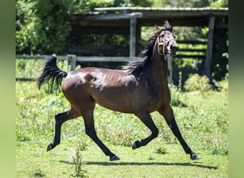 Trotteur français, Jument, 6 Ans, 170 cm, Bai brun