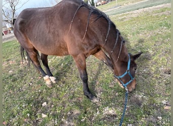 Trotteur français, Jument, 7 Ans, Bai brun foncé