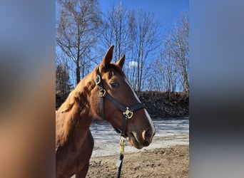 Trotteur français, Jument, 8 Ans, 160 cm, Alezan