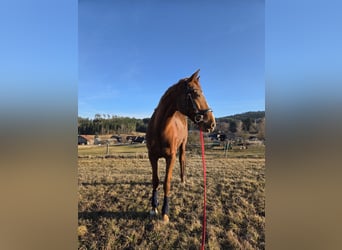 Trotteur français, Jument, 8 Ans, 160 cm, Alezan