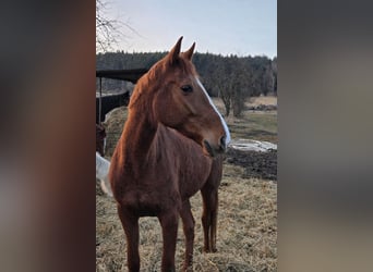 Trotteur français, Jument, 8 Ans, 160 cm, Alezan