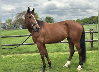 Trotteur français, Jument, 8 Ans, 169 cm, Bai clair