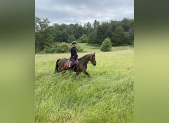 Trotteur français, Jument, 8 Ans, Bai