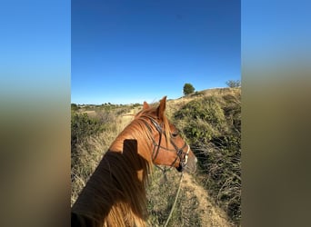 Trotteur français, Jument, 9 Ans, 153 cm, Alezan