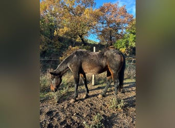 Trotteur italien, Hongre, 23 Ans, 165 cm, Bai brun