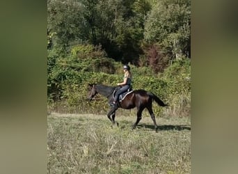 Trotteur italien, Hongre, 23 Ans, 165 cm, Bai brun