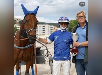 Trotteur italien, Jument, 6 Ans, 160 cm, Bai cerise