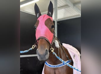 Trotteur italien, Jument, 6 Ans, 160 cm, Bai cerise