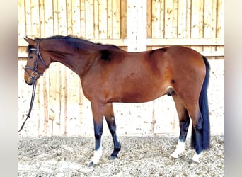 Trotteur Orlov, Hongre, 5 Ans, 166 cm, Bai