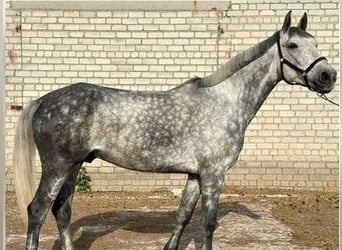 Trotteur Orlov, Jument, 16 Ans, 158 cm, Gris