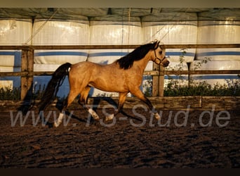 Welsh-B, Hengst, 8 Jahre, 135 cm, Falbe