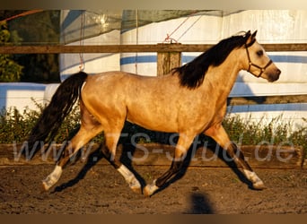Welsh-B, Hengst, 8 Jahre, 135 cm, Falbe