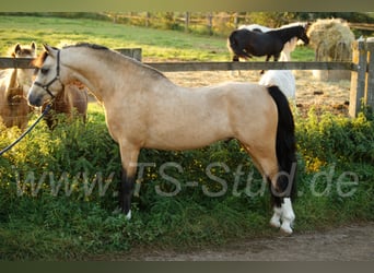 Welsh-B, Hengst, 8 Jahre, 135 cm, Falbe