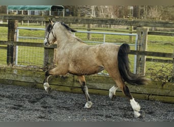 Welsh-B, Hengst, 8 Jahre, 135 cm, Falbe