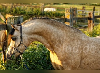 Welsh-B, Hengst, 8 Jahre, 135 cm, Falbe