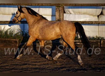 Welsh-B, Hengst, 8 Jahre, 135 cm, Falbe