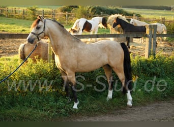 Welsh-B, Hengst, 8 Jahre, 135 cm, Falbe
