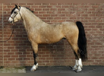 Welsh-B, Hengst, 8 Jahre, 135 cm, Falbe