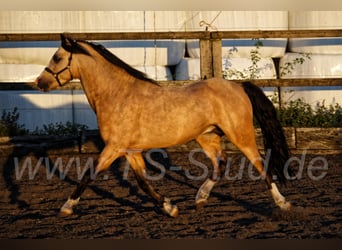 Welsh-B, Hengst, 8 Jahre, 135 cm, Falbe