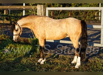 Welsh-B, Hengst, 8 Jahre, 135 cm, Falbe