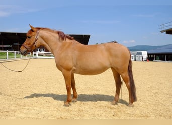Tschechisches Sportpony, Stute, 10 Jahre, 143 cm, Fuchs