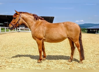 Tschechisches Sportpony, Stute, 10 Jahre, 143 cm, Fuchs