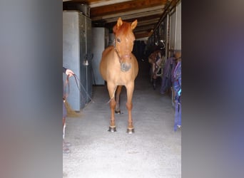 Tschechisches Sportpony, Stute, 10 Jahre, 143 cm, Fuchs