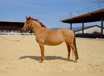 Tschechisches Sportpony, Stute, 10 Jahre, 143 cm, Fuchs
