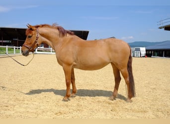 Tschechisches Sportpony, Stute, 10 Jahre, 143 cm, Fuchs