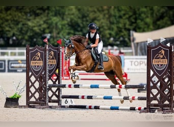 Tschechisches Sportpony, Stute, 11 Jahre, 140 cm
