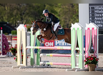 Tschechisches Sportpony, Stute, 11 Jahre, 144 cm, Dunkelfuchs