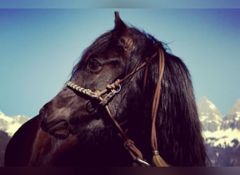 Tschechisches Sportpony Mix, Stute, 13 Jahre, 128 cm, Rappe