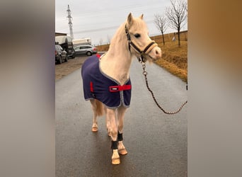 Tschechisches Sportpony, Stute, 5 Jahre, 122 cm, Palomino